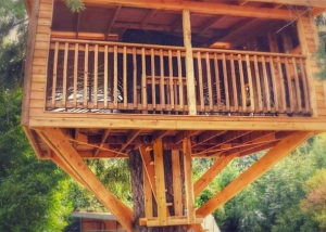 Tree House