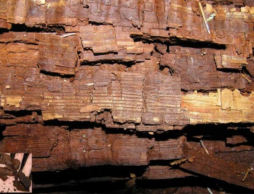Are You in Need of Dry-Rot Repair?