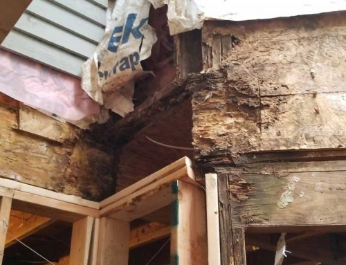 Dry Rot and Termite Damage – 5 Stars!